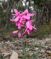 Tetratheca bauerifolia