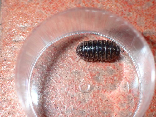 Common Pill Woodlouse