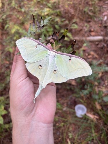 North American Luna Moth