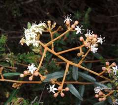 Astrotricha ledifolia