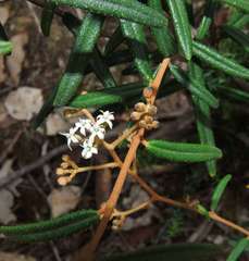 Astrotricha ledifolia