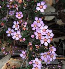Euryomyrtus ramosissima ramosissima
