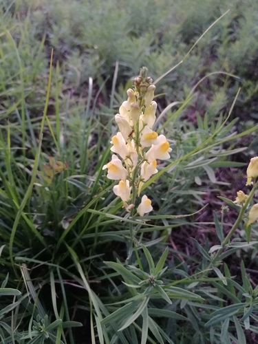 common toadflax