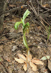Pterostylis aciculiformis