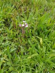 Triphysaria eriantha