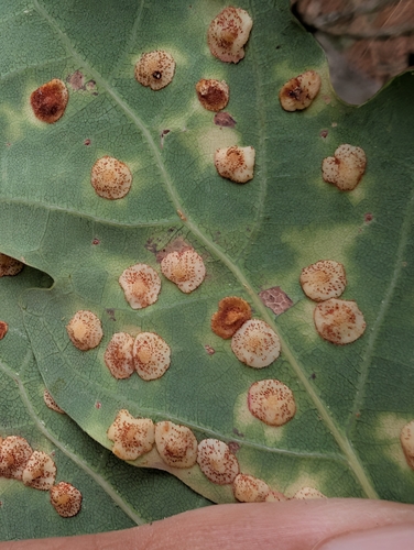 Common Spangle Gall Wasp