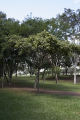 Centrolobium tomentosum