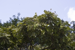 Centrolobium tomentosum