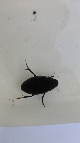 Hydrophilus aterrimus