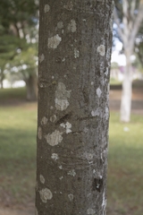 Centrolobium tomentosum