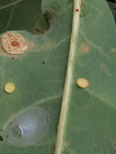 Smooth Spangle Gall Wasp