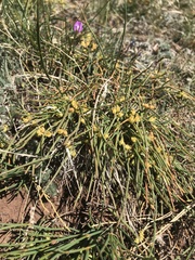 Ephedra monosperma