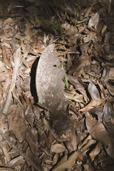 Centrolobium tomentosum