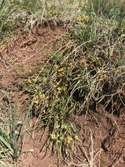 Ephedra monosperma