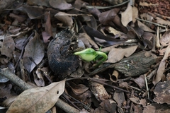 Centrolobium tomentosum