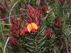 Pultenaea humilis