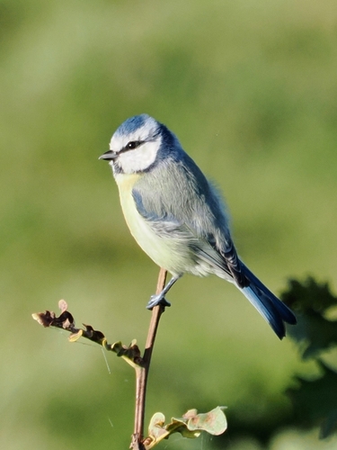 Eurasian Blue Tit