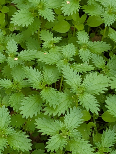 Dwarf Nettle