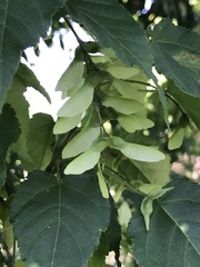 Acer caudatifolium