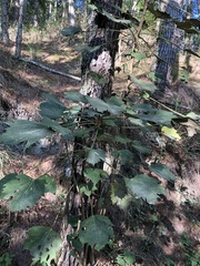 Sinopanax formosanus