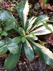 Micranthes micranthidifolia