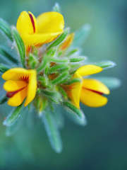 Pultenaea daltonii