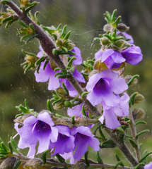 Prostanthera decussata