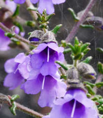 Prostanthera decussata