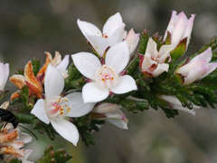 Cyanothamnus anemonifolius anemonifolius