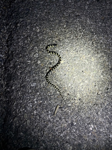 California King Snake