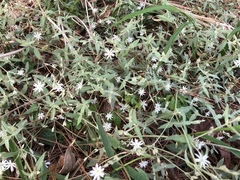 Stellaria vestita