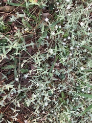 Stellaria vestita