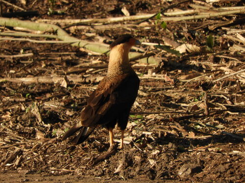 Crested Caracara