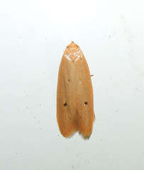 Platoloncha psamathina
