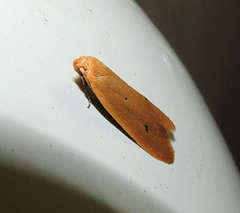Platoloncha psamathina
