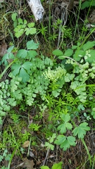 Adiantum shastense