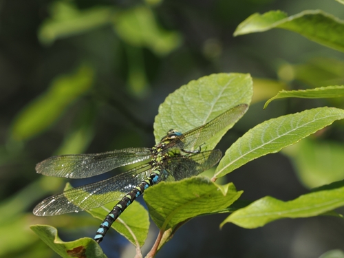 Southern Hawker