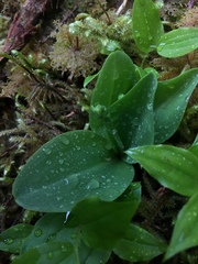 Platanthera orbiculata