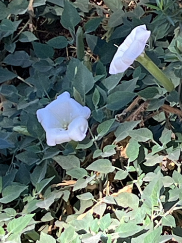 Sacred Datura