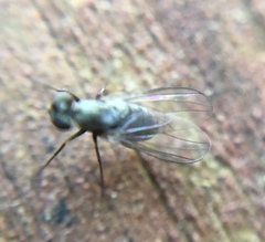 Medeterinae