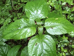 Collinsonia canadensis