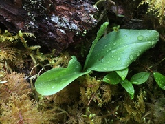 Platanthera orbiculata