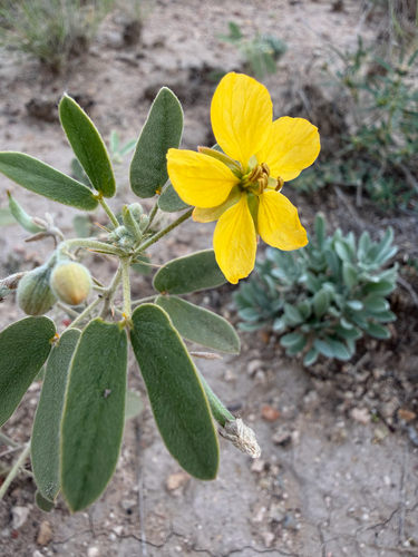 Senna bauhinioides, 2026-09-28