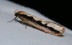 Leptocroca sanguinolenta