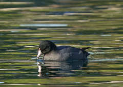 Fulica americana