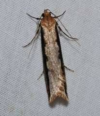 Leptocroca sanguinolenta