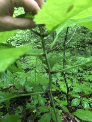 Collinsonia canadensis