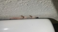 Phyllodactylus unctus