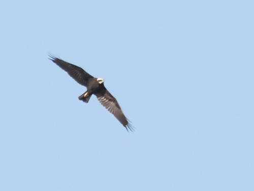 Western Marsh Harrier