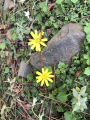 Lapsanastrum takasei